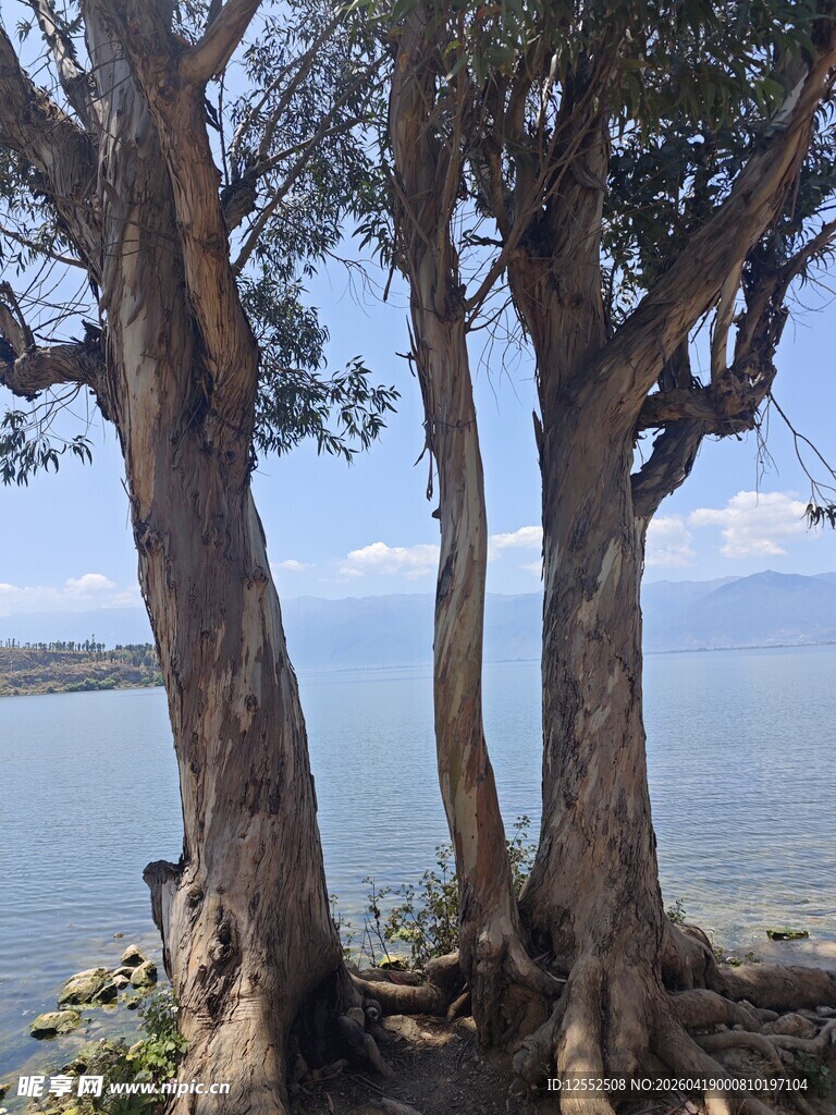 湖畔古树立于碧水蓝天间