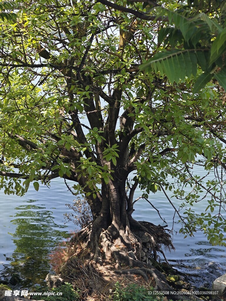 水边大树