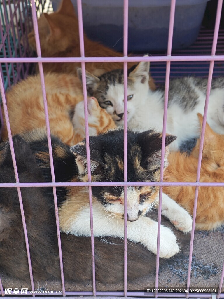 笼中依偎的可爱猫咪