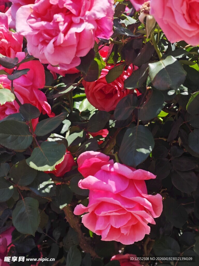 娇艳盛开的多彩月季花