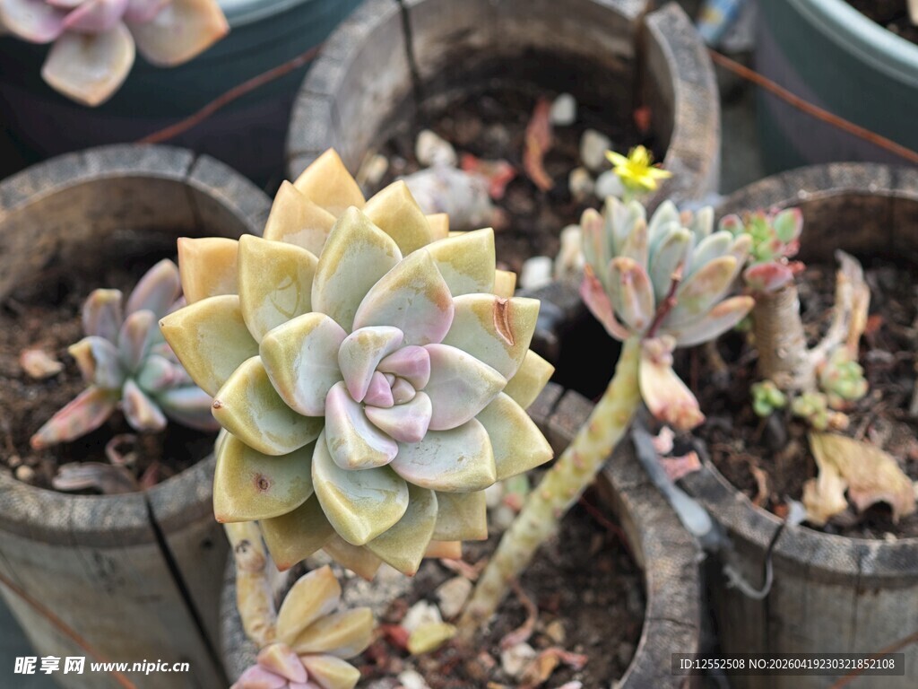 多彩多肉植物盆栽展示