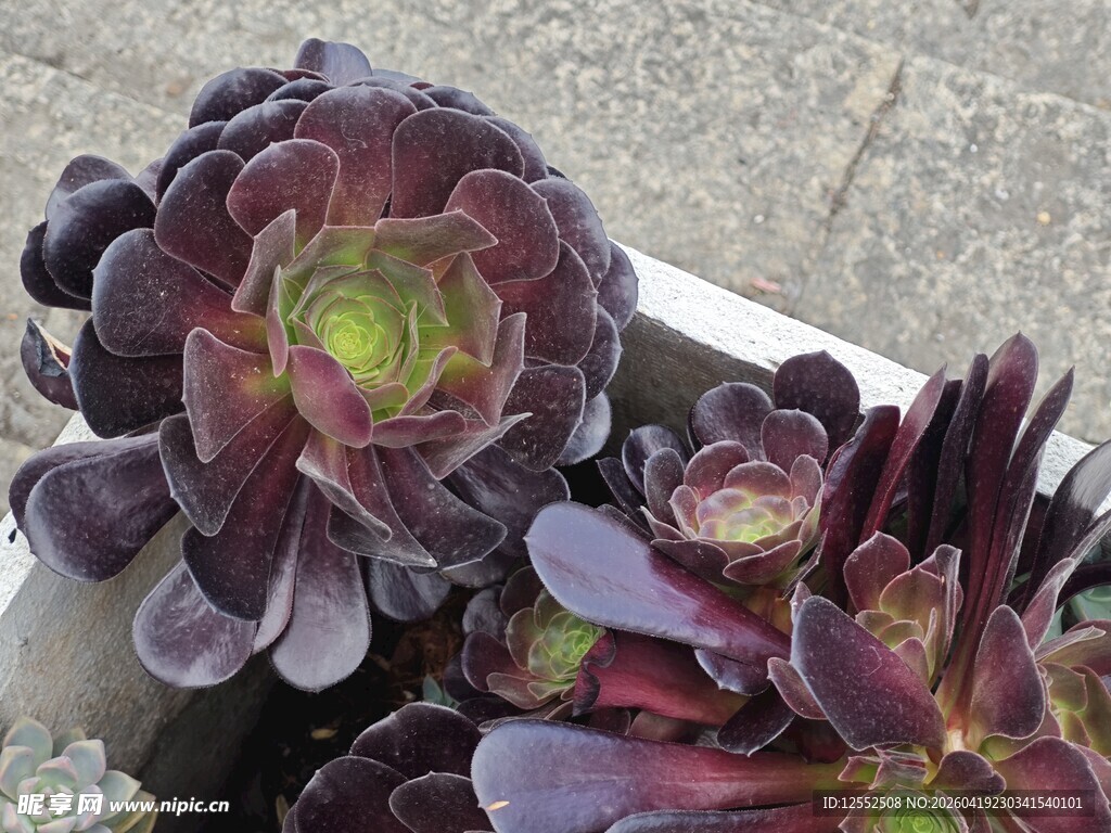 紫韵多肉植物特写