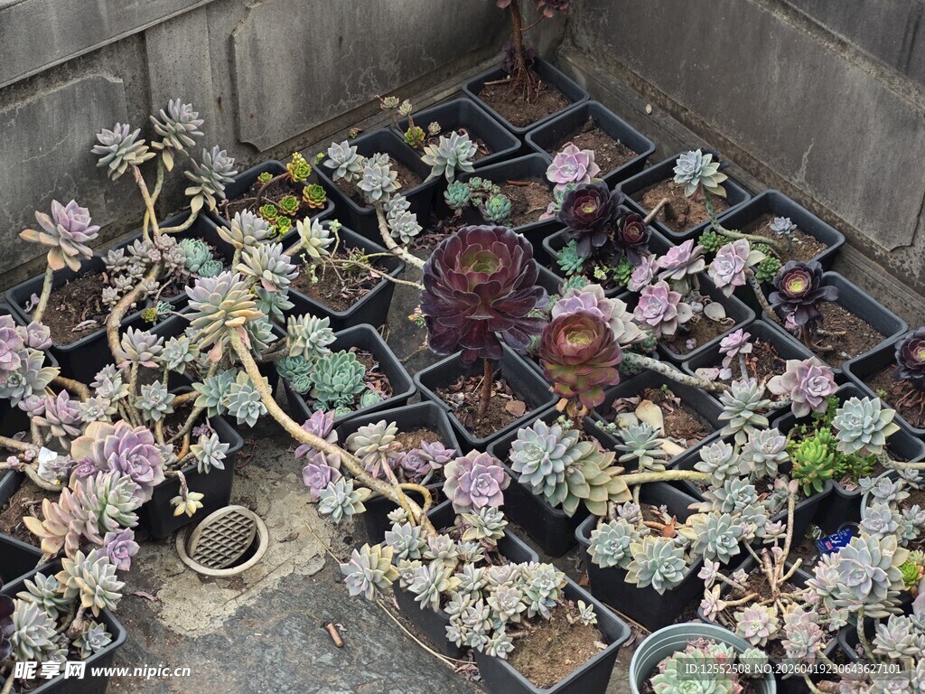 多彩多肉盆栽展示