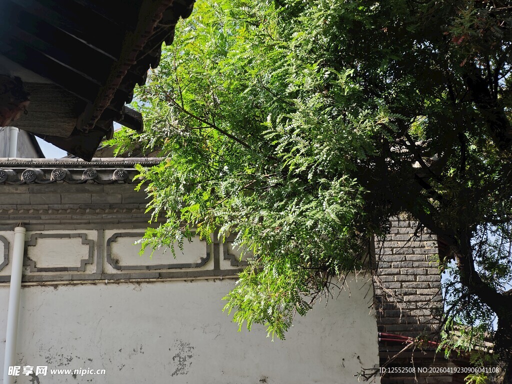 中式古墙旁的葱郁绿树