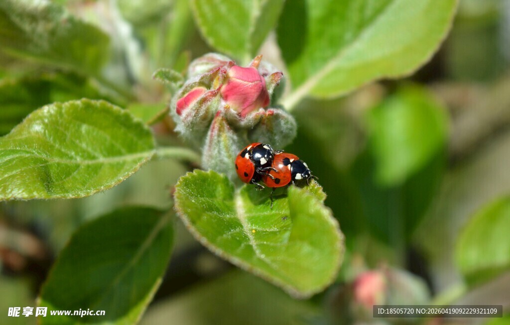 绿叶上的多彩瓢虫