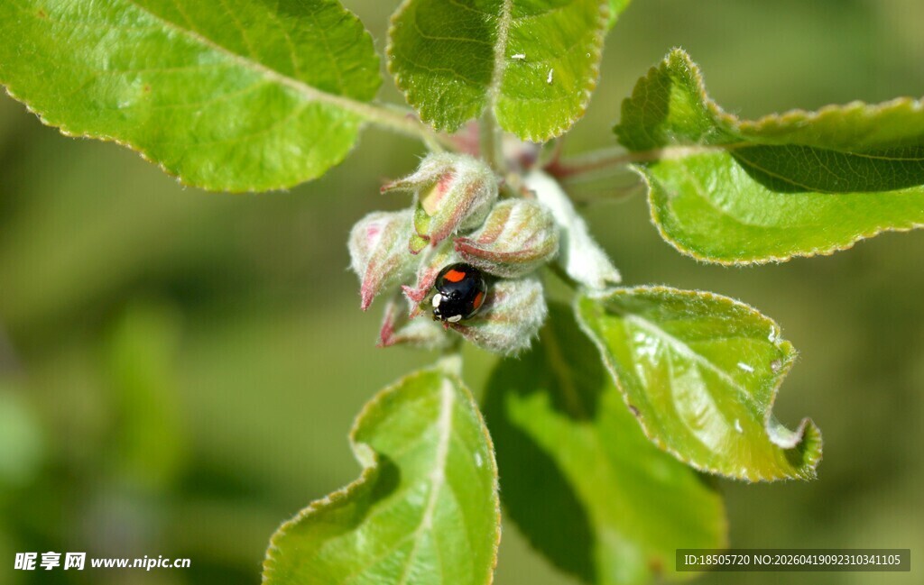 绿叶间的多彩昆虫