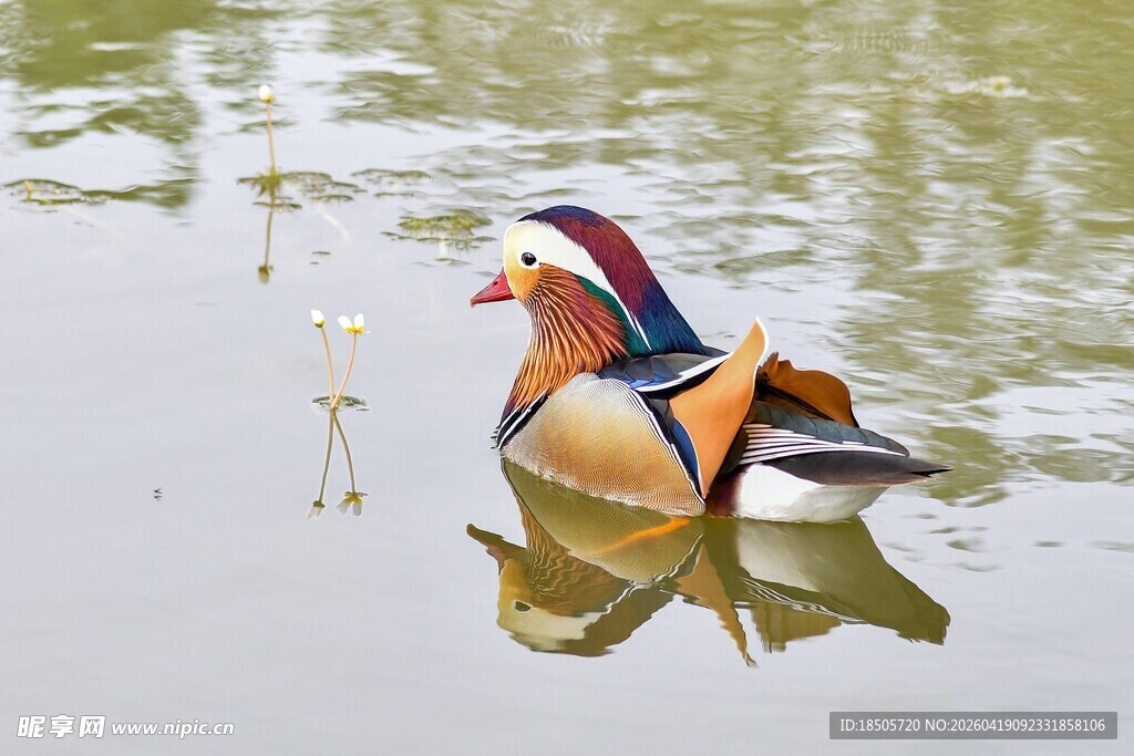 水中嬉戏的多彩鸳鸯