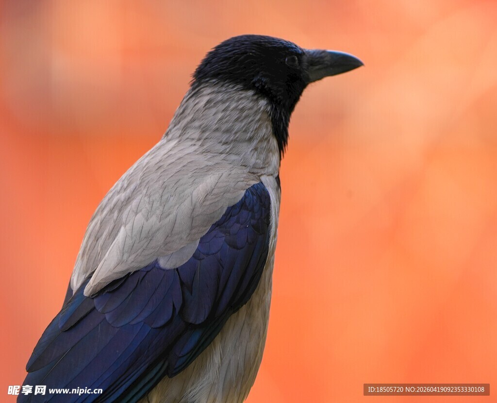 灰蓝羽毛的鸟特写