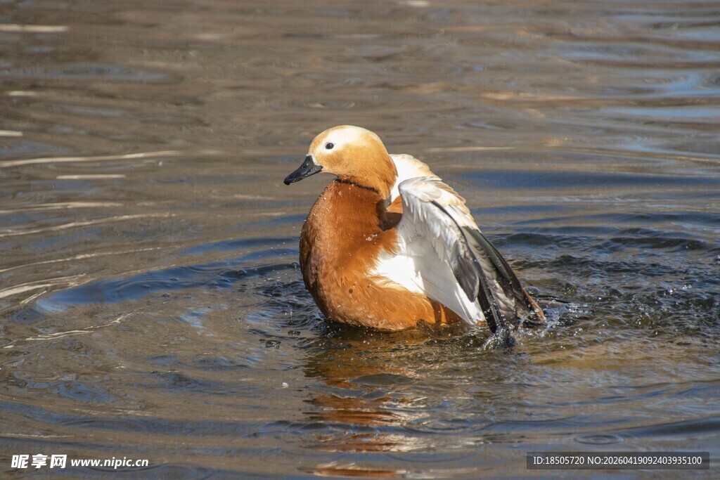 赤麻鸭水中嬉戏