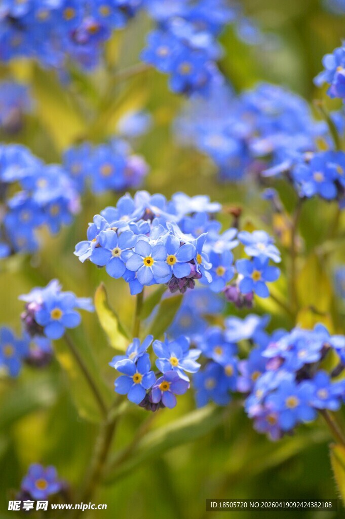 蓝紫色小花绽放的美丽景象