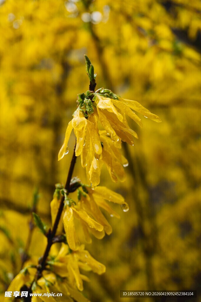 金黄连翘花枝特写