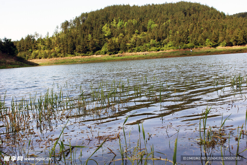 宁静湖畔水草摇曳