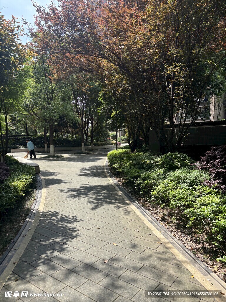 林荫小道的静谧风光