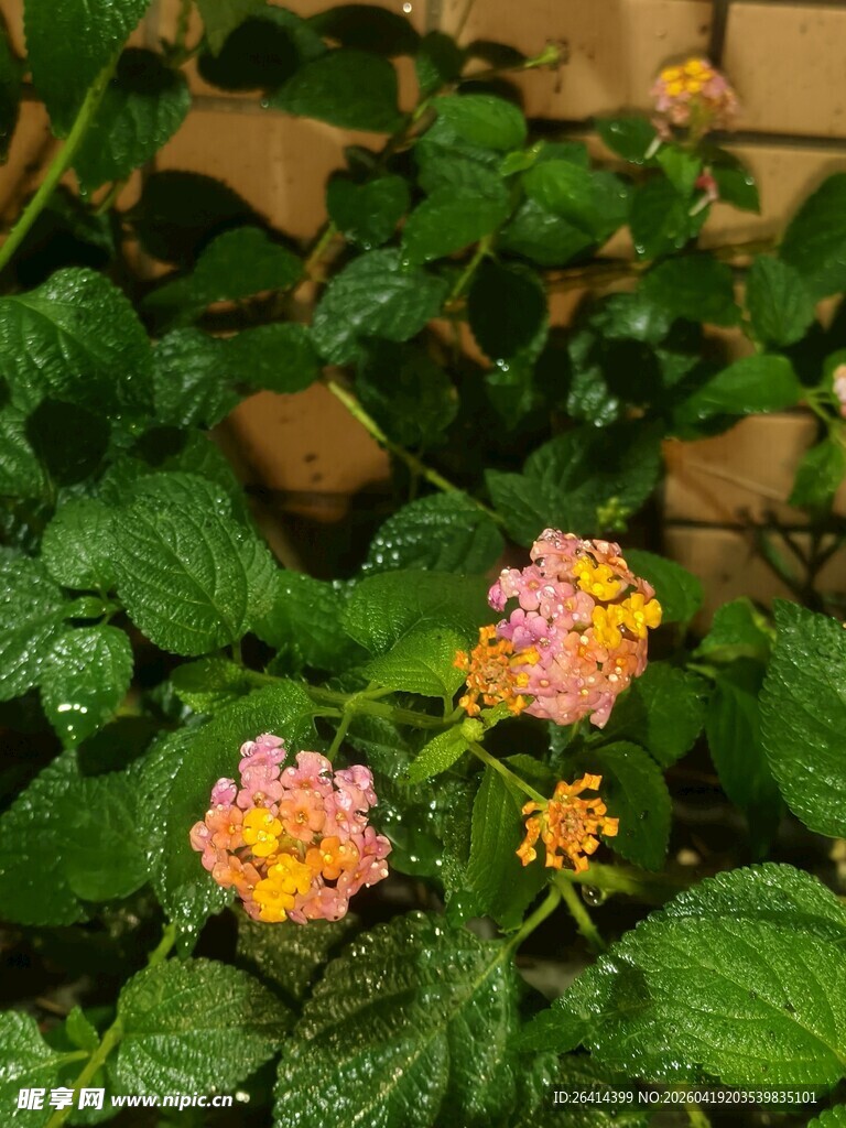 多彩马缨丹绽放绿叶间