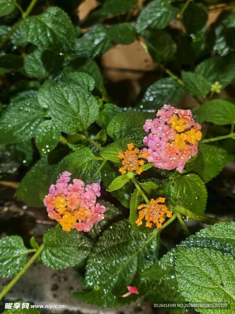 多彩马缨丹绽放绿叶间