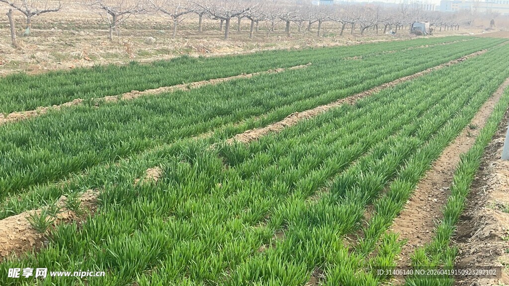 绿色农田整齐作物景观