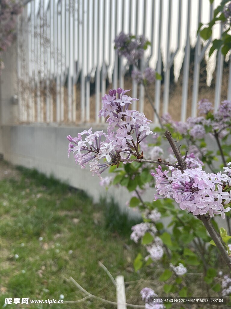 栅栏旁绽放的紫色小花