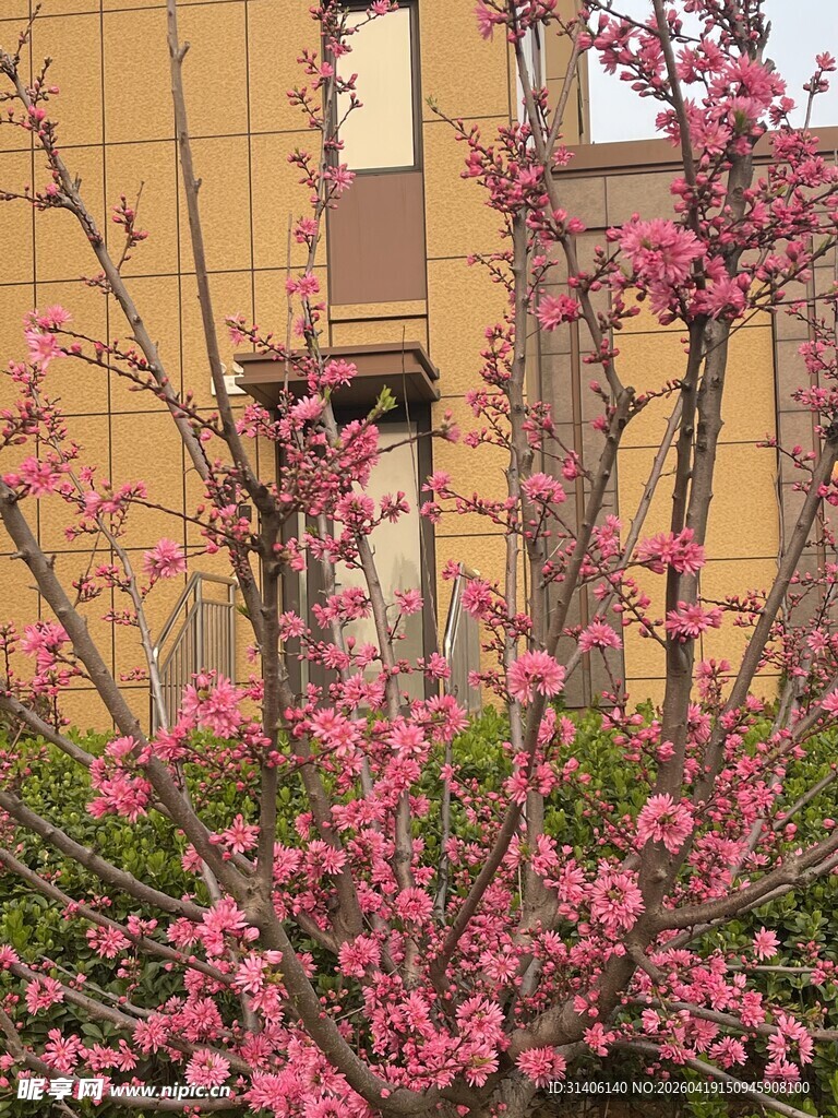 窗前绽放的粉色繁花