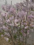 盛开的紫丁香花