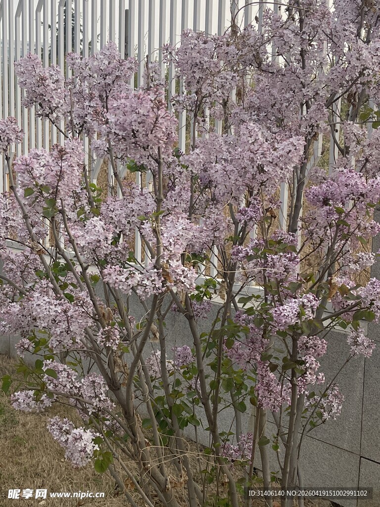盛开的紫丁香花