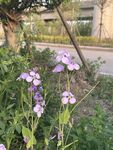 路边绽放的紫色小花