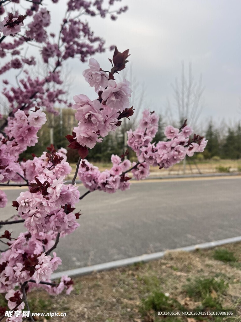 路边绽放的粉嫩桃花