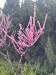 粉色绽放的花枝