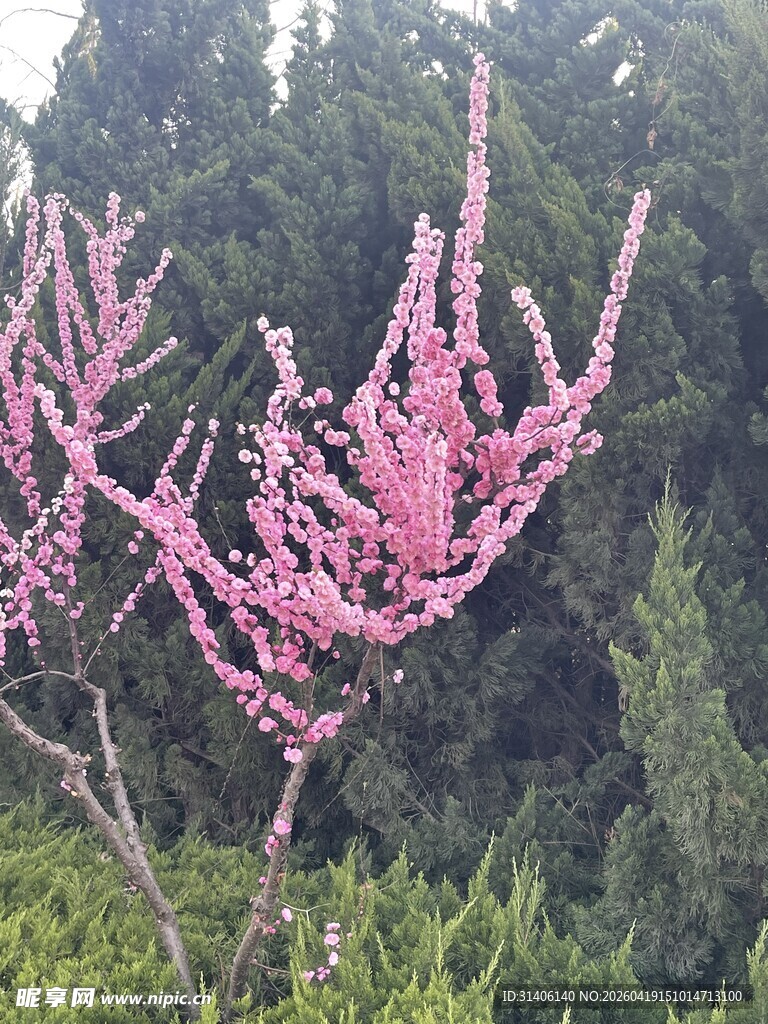 粉色绽放的花枝