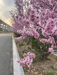 路边绽放的美丽粉色繁花