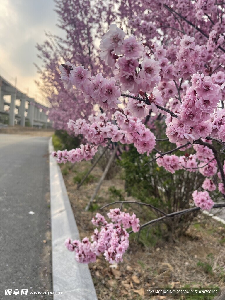 路边绽放的美丽粉色繁花
