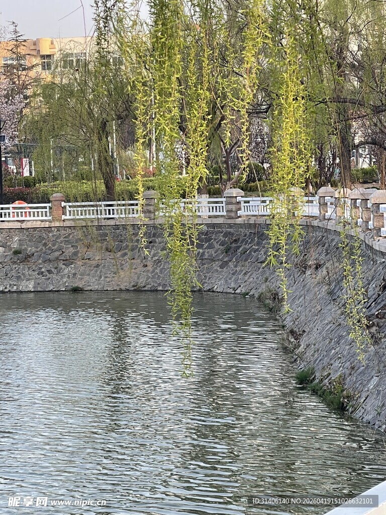 河畔垂柳下的宁静水景