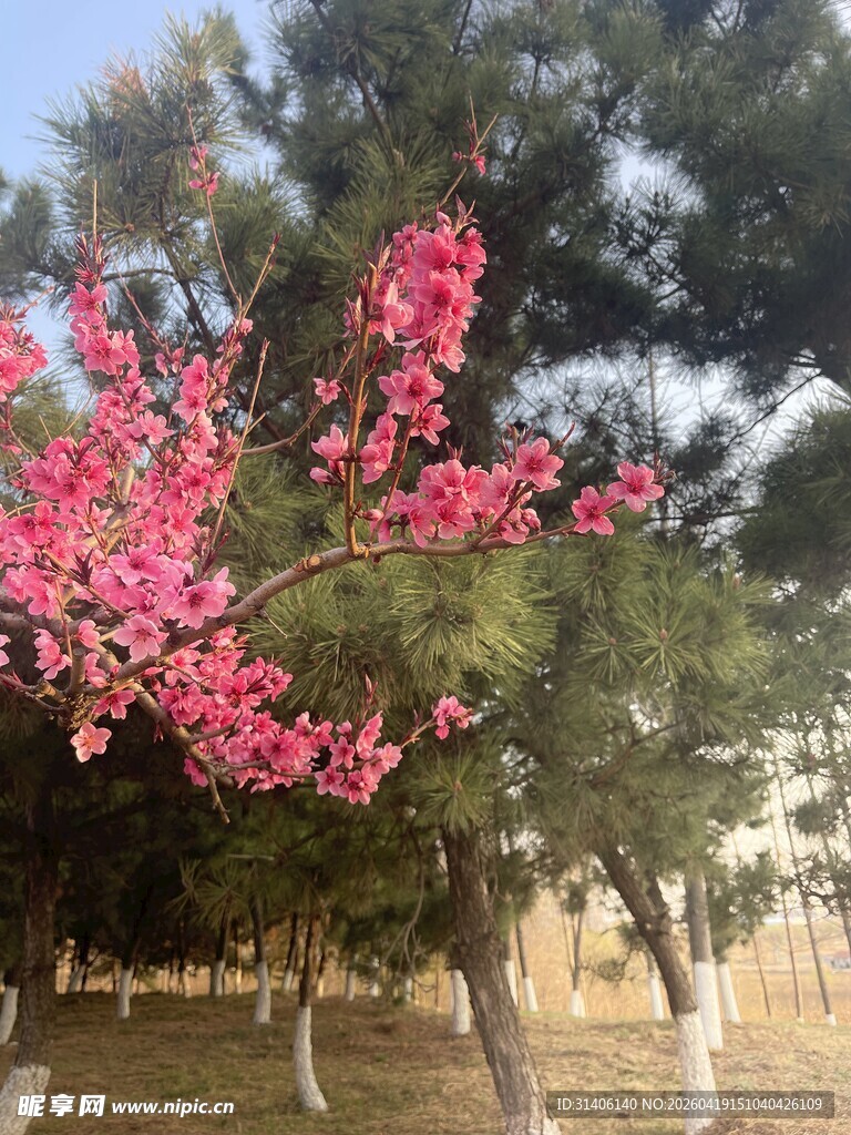 红梅映绿树春日好风光