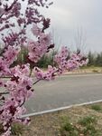 路边绽放的粉嫩桃花
