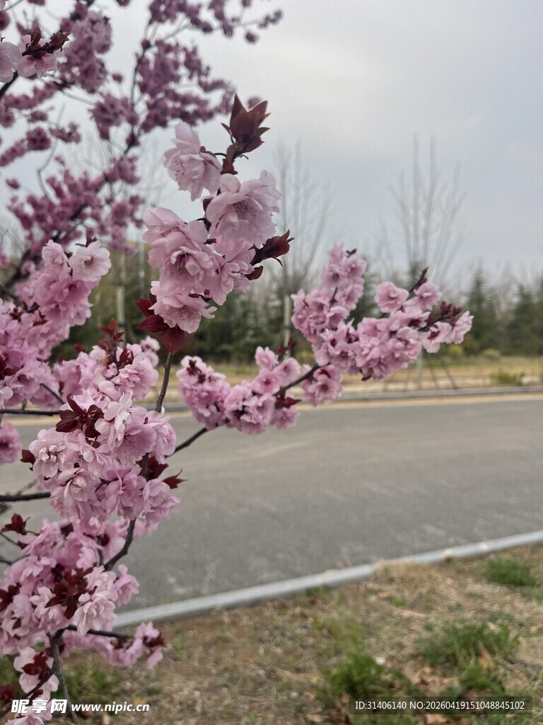 路边绽放的粉嫩桃花