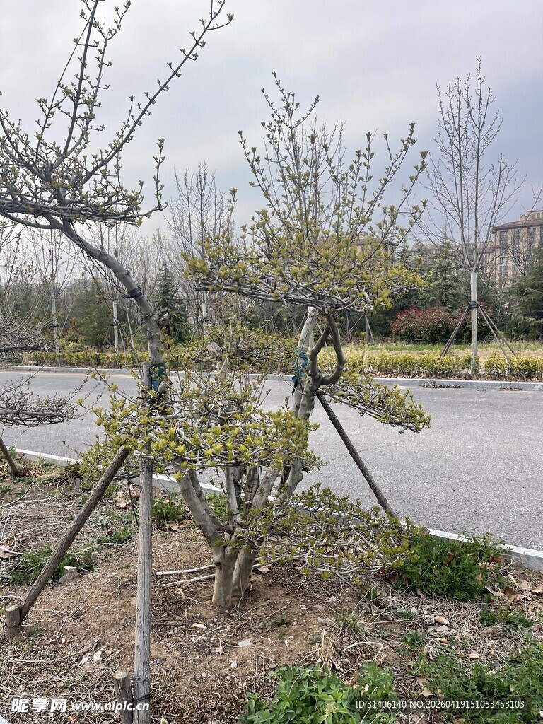 春日园林中刚栽种的小树