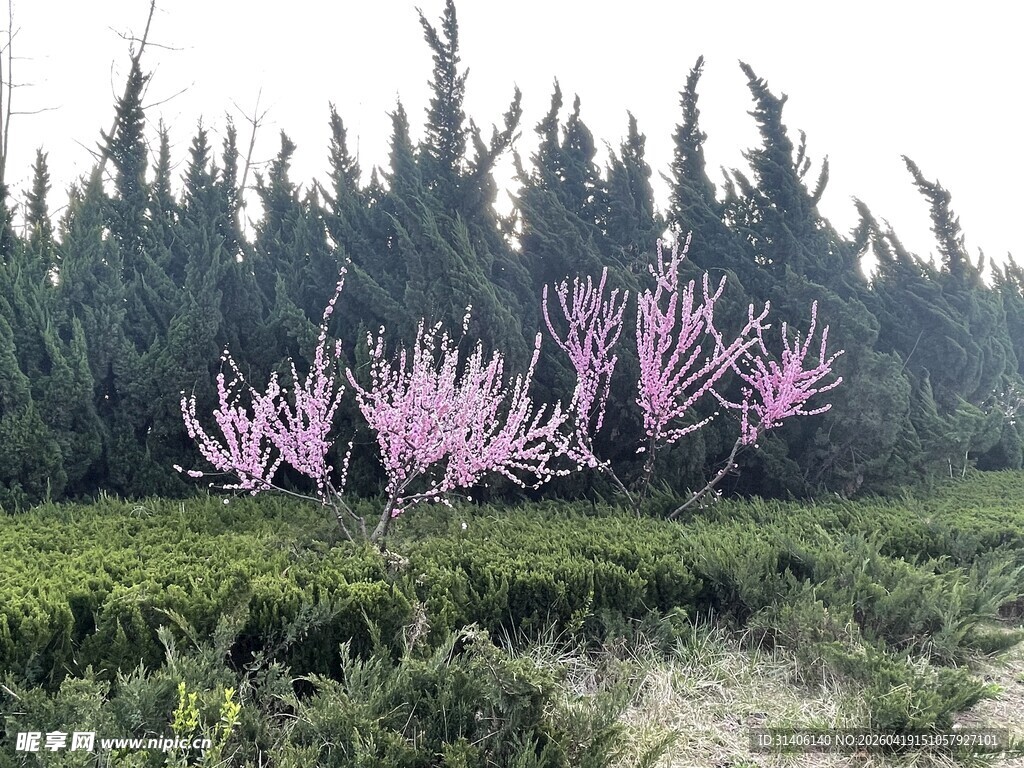 桃林春色粉花绿树相映