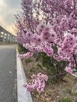 路边绽放的烂漫粉色花枝