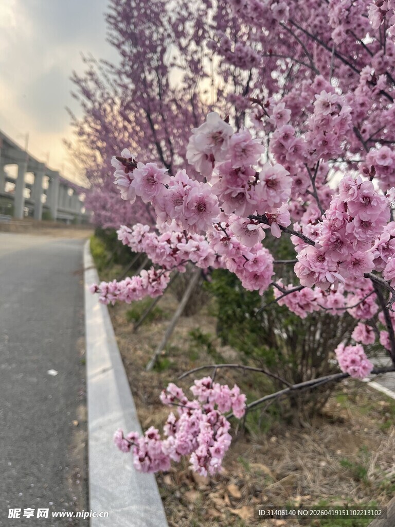 路边绽放的烂漫粉色花枝