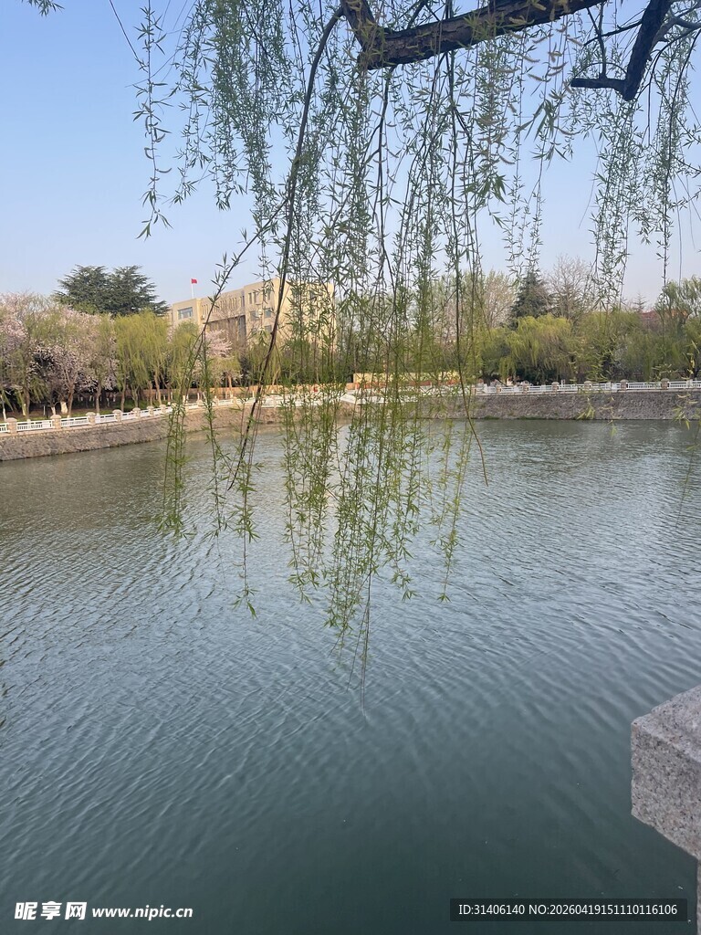 湖畔垂柳静谧湖水风光