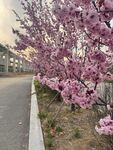 路边绽放的烂漫粉色花枝