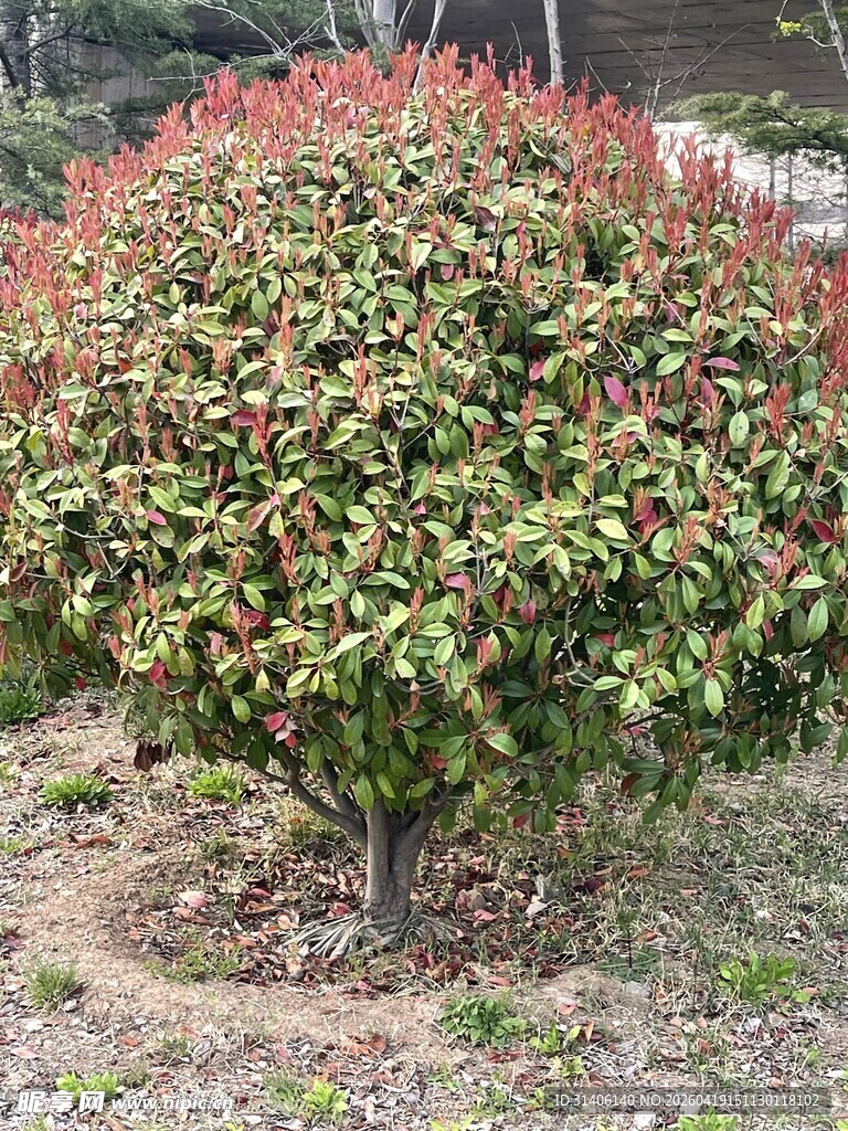 多彩灌木植物景观