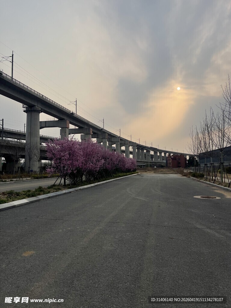 黄昏下的高架桥与烂漫花枝