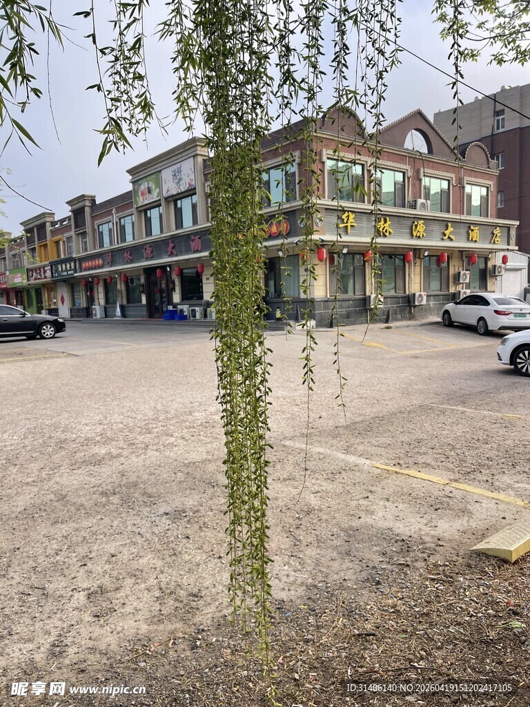 小镇街边垂柳景象