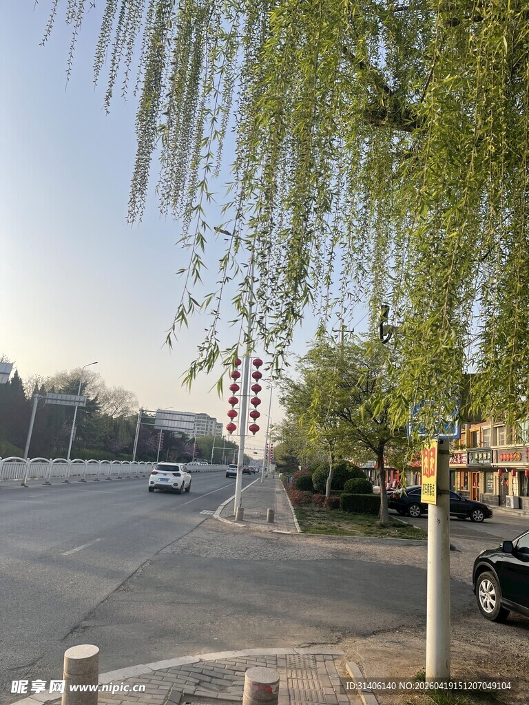 春日街道垂柳景致