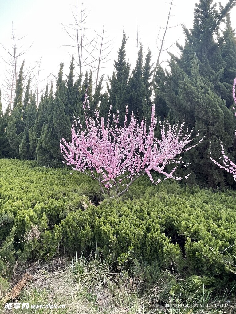 春日桃林与绿树相映成趣