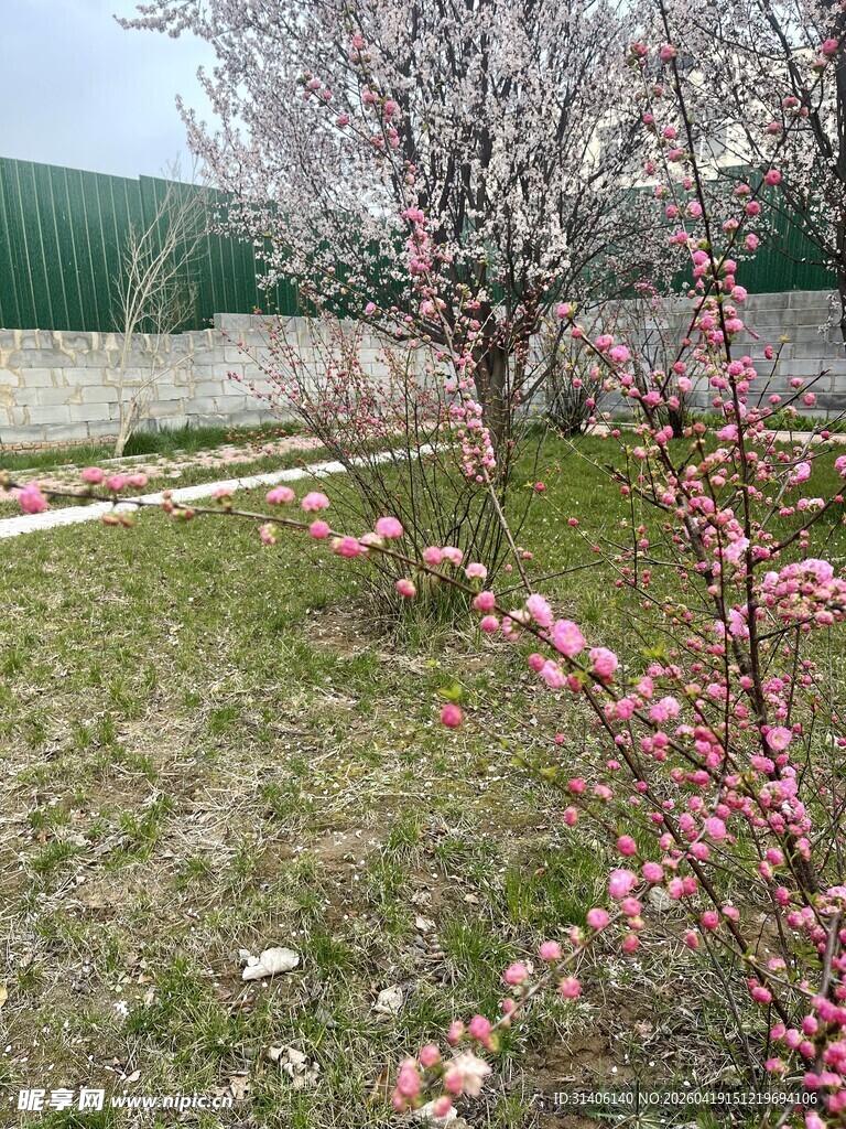 春日绽放的粉嫩桃花树