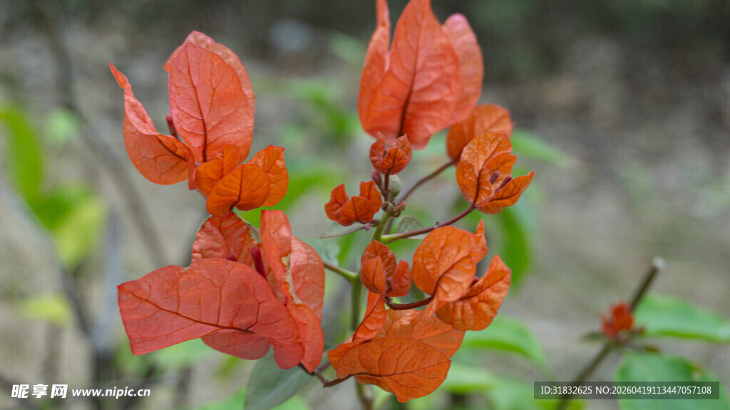 艳丽三角梅绽放