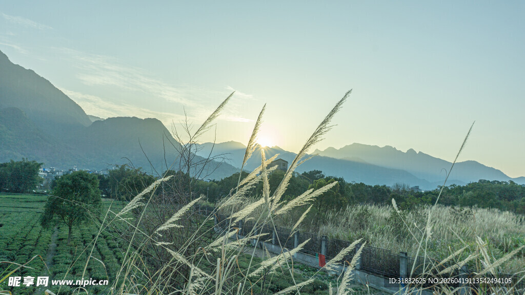 山间晨景下的摇曳野草