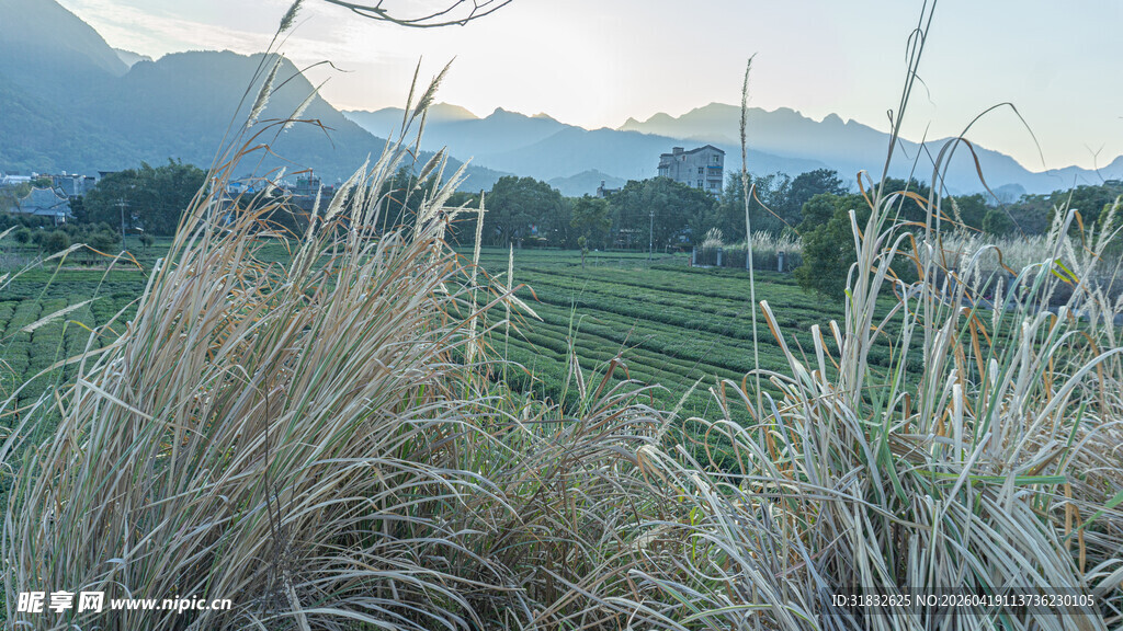 田野间的芦苇与远山风光