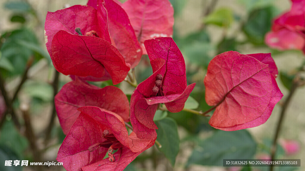 娇艳三角梅绽放